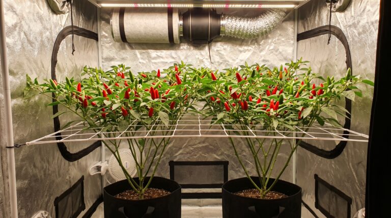 Scrog (File ile Yetiştirme) Nedir? 5 Adımda Rehber - BitkiGrow
